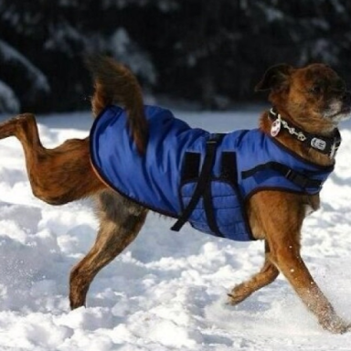15 Reasons Why Your Dog Lives Better Than You