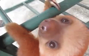 This Crying Baby Sloth Will Literally Melt Your Heart