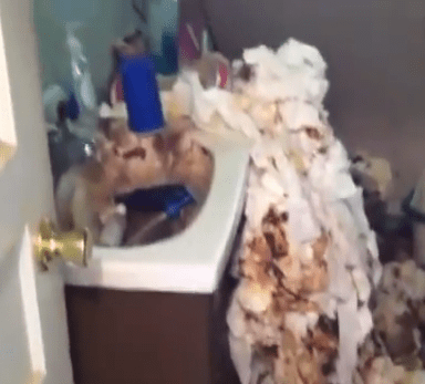 25 Hoarding Photos That Will Make You Feel Better About Your Life