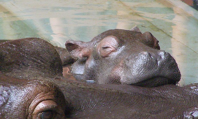 30 Pictures Of Baby Hippos