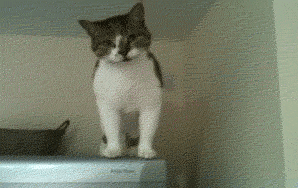 Think You Can Parkour? This Cat Can Scale A Refrigerator Better Than You.