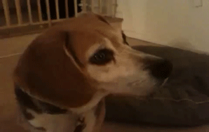 To People Who Don’t “Get” Doctor Who, You Aren’t Alone. This Beagle Doesn’t Get It Either.