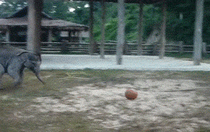 For The First Time In Human History, You Can Watch A Baby Elephant Play Soccer On Repeat