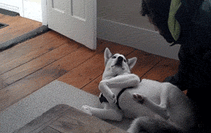 This Husky Doesn’t Want To Get Back In His Kennel, Proceeds To Moan “No” About 32 Times