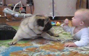 A Fat Pug And A Baby Fight Over Who Gets The Cookie While Mommy Laughs At Them