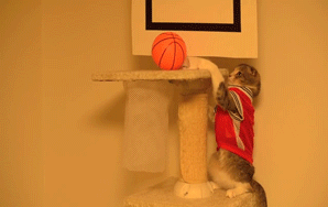 If You’ve Ever Wondered If Cats Could Play Basketball, This Is It