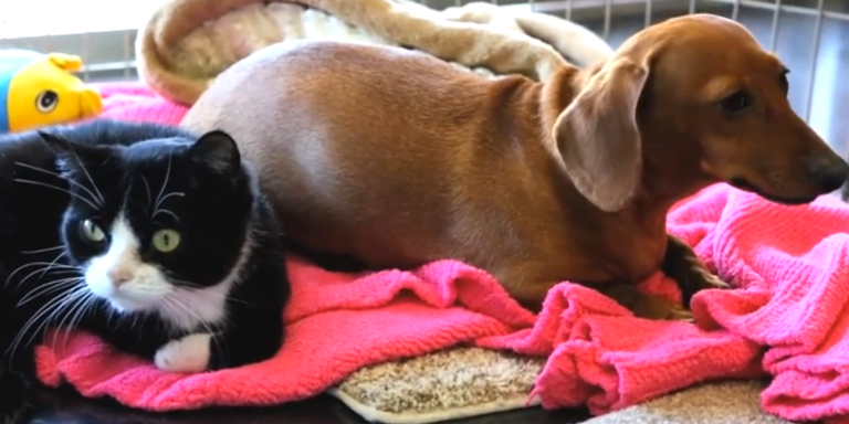 An Abandoned Dachshund Met A Paralyzed Cat And They Became Friends For Life