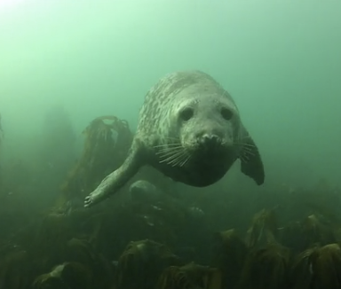 Watch These Lucky Divers Hang Out Underwater With These Friendly Seals