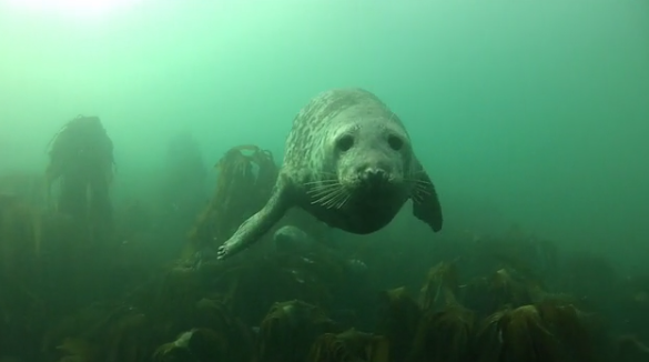 Watch These Lucky Divers Hang Out Underwater With These Friendly Seals