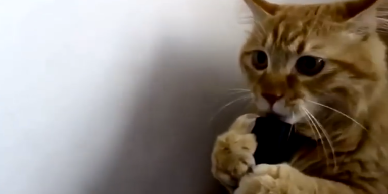This Video Of A Cat Licking A Vacuum Cleaner Might Be The Best Thing You’ll See On The Internet