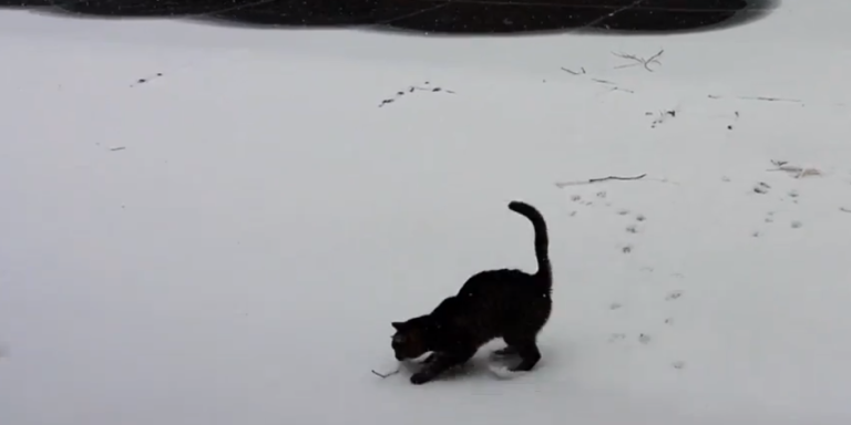 This Southern Cat Sees Snow For The First Time And Her Reaction Is Just Adorable