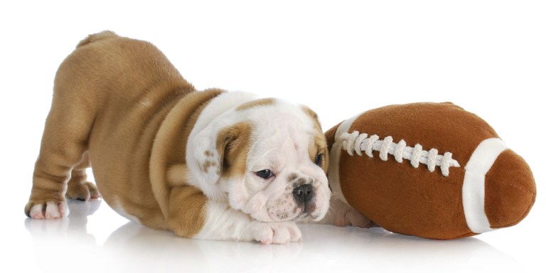 The Non-Fan’s Guide To The NFL Playoffs, Part 4: Pro (And Puppy!) Bowl Weekend