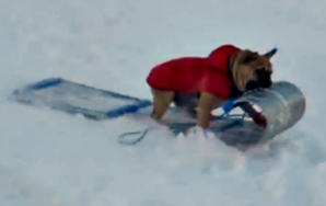 Here’s Your Damn Video Of Dogs Riding On Sleds