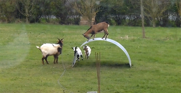The Most Perfect Goat Video You’ll See All Day