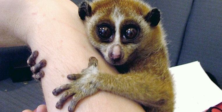 9 Cute Animals That You Didn’t Know Can Poison The Hell Out Of You