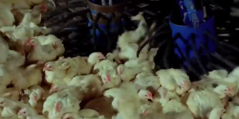 This Beautiful 6-Minute Film Shows How Animals Become The Meat Featured On Your Plate