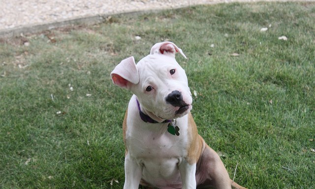 Pit Bulls Aren’t Dangerous As The Media Makes Them Out To Be. Give Them A Chance.