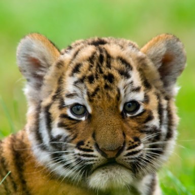 24 Photos Of Cute And Playful Tiger Cubs