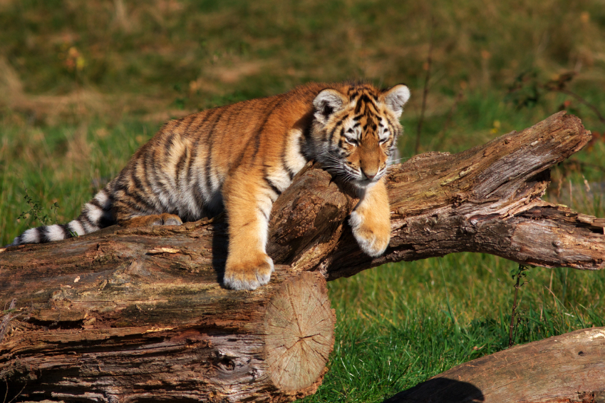 24 Photos Of Cute And Playful Tiger Cubs | Thought Catalog