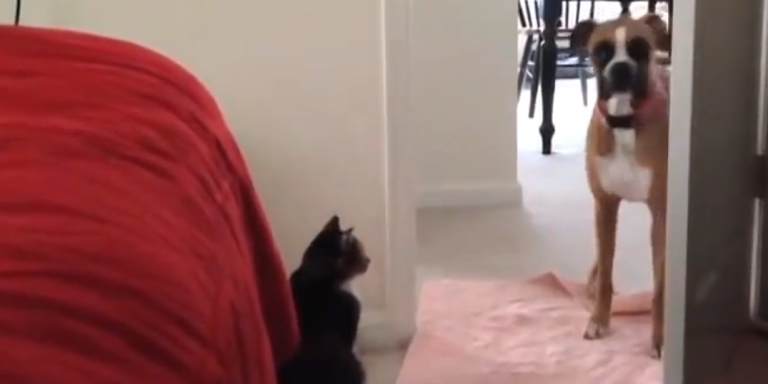 Cats (Being Cats) Won’t Let These Pleading Dogs Pass Them