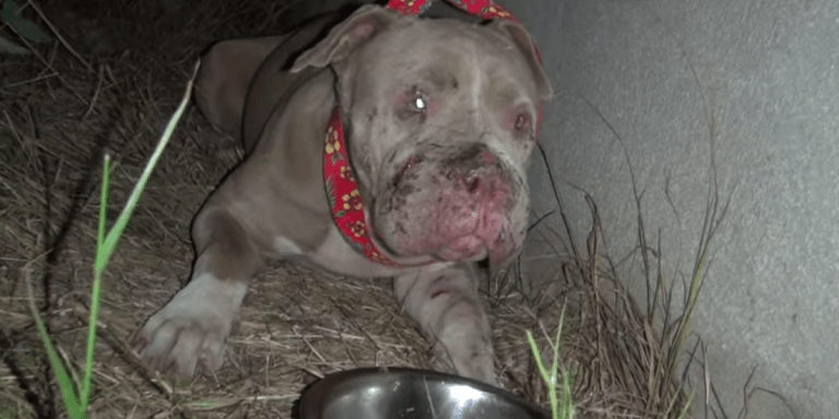 Watch This Incredible Video Of An Abused Pit Bull Getting A Second Chance At Life