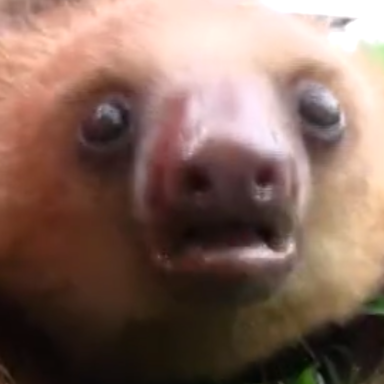 Prepare Your Hearts For This Incredibly Adorable Video Featuring Squeaking Sloths