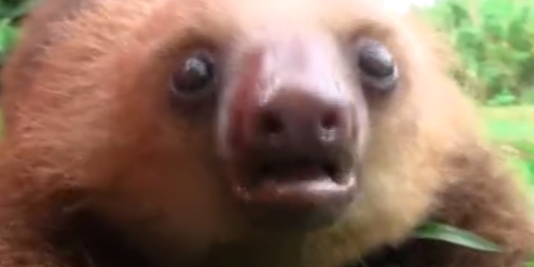 Prepare Your Hearts For This Incredibly Adorable Video Featuring Squeaking Sloths