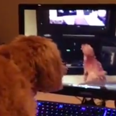 Watch This Dog Approach Inception As It Barks At Herself On TV, Which Is Barking At Herself On TV, Which Is Barking At Herself On TV…