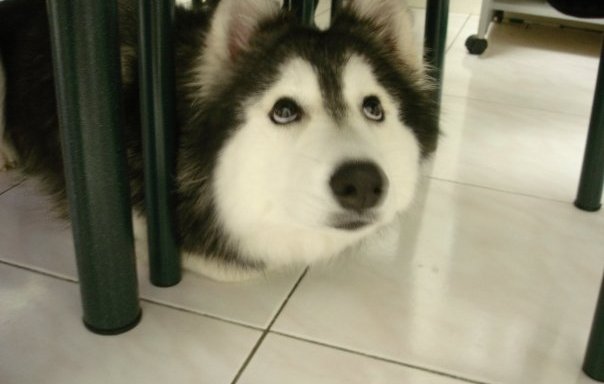 Photos Of This Husky Raised As A Cat Are Exactly What You Need Right Now