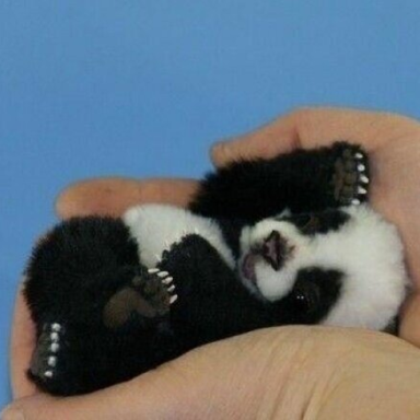 20 Pictures Of Baby Pandas That Will Instantly Make Your Day Better