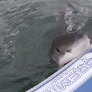Curious Shark Bites Into Inflatable Boat Full Of People