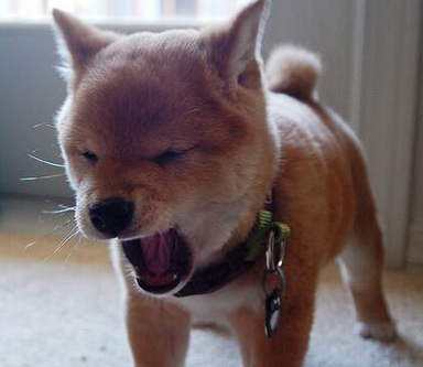 These 17 Pictures Of Shibe Puppies Will Convert Your Cat Person