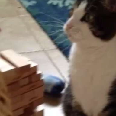 You Need To Watch This Right Now Because This Is The Jenga Cat Video Of The Day