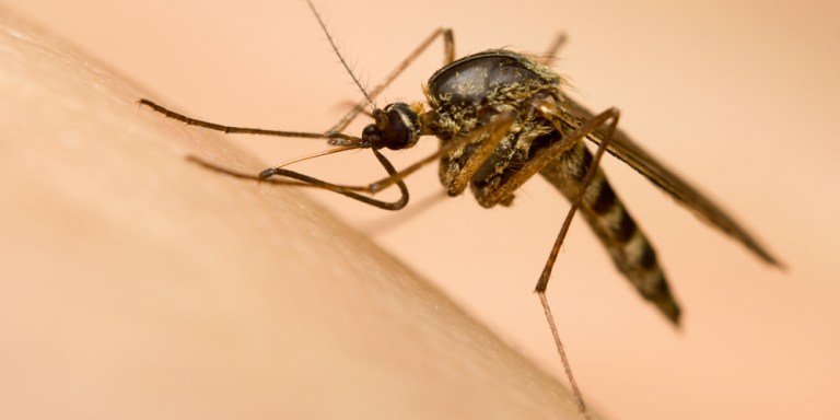 16 Things You Didn’t Know About Mosquitoes