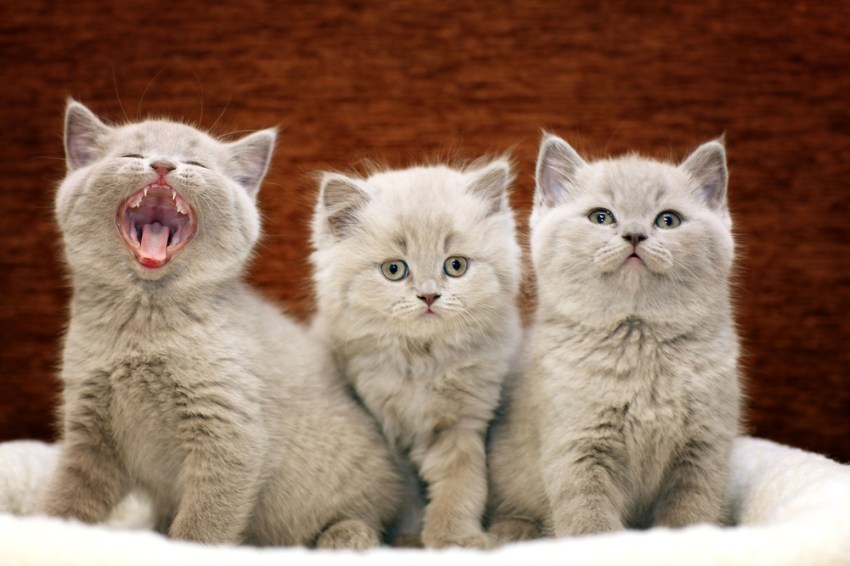 23 Signs You Are In A Complicated Relationship With Your Cat