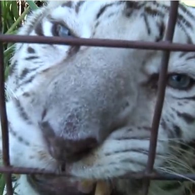You’ve Gotta See These Full Grown Big Cats Chowing Down On People Food