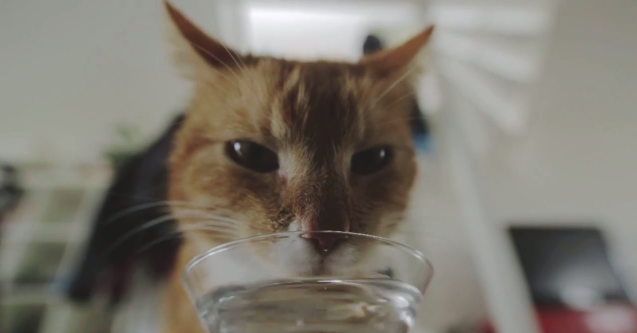 This Is The Sexiest Video Of A Cat Getting Wasted That You’ve Ever Seen