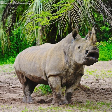 Brazilians Trolled Their Government By Voting A Rhino Into Power