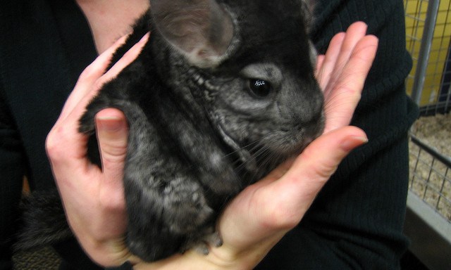 23 Incredibly Cute Photos Of Fluffy Chinchillas That’ll Melt Your Heart