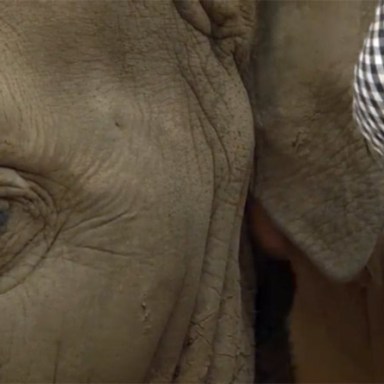 Video: Woman Sings Lullaby To Elephant, Who Falls Asleep And Starts Snoring
