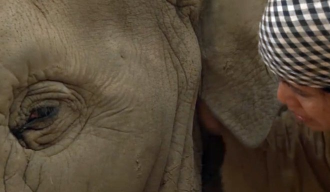 Video: Woman Sings Lullaby To Elephant, Who Falls Asleep And Starts Snoring