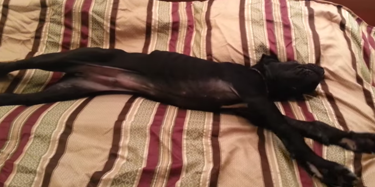 You Look Like This Adorable Great Dane Trying To Wake Up If You’re Not A Morning Person