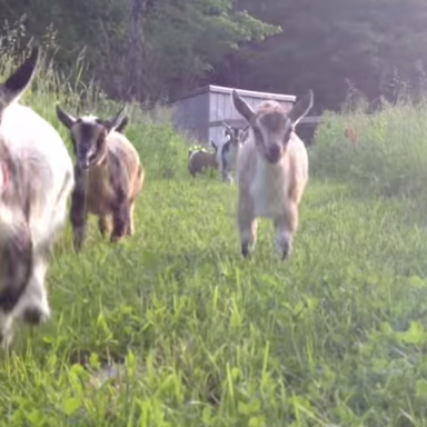 This Video Of Baby Goats Running Will Surely Brighten Your Day