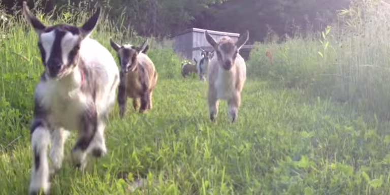 This Video Of Baby Goats Running Will Surely Brighten Your Day