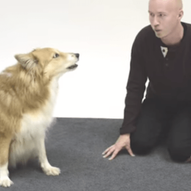 Watch How Dogs React To A Human Barking (Hint: It’s Adorable)