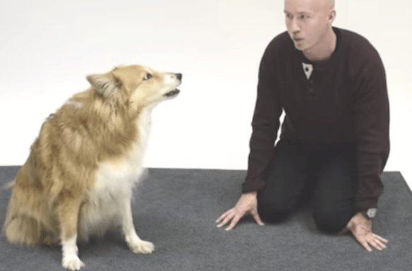 Watch How Dogs React To A Human Barking (Hint: It’s Adorable)