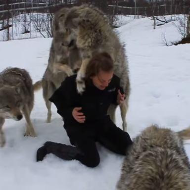 Watch This Pack Of Wolves Rejoice When Their Human Leader Returns From Maternity Leave
