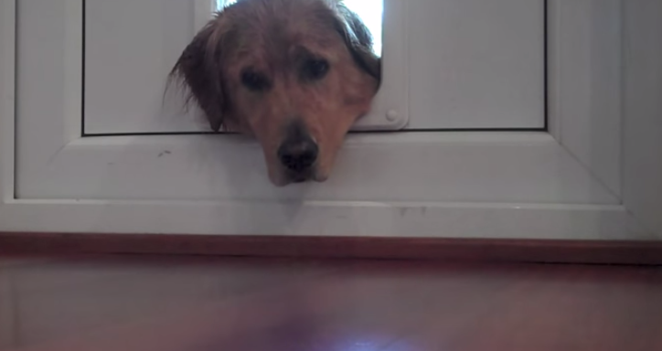 This Dog Is The Master At Guilt-Tripping Its Owner