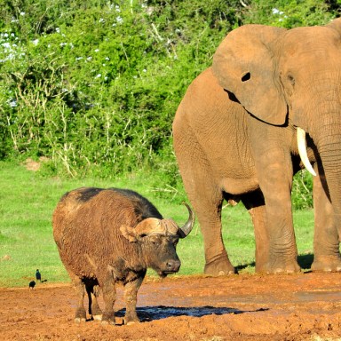 Elephant Confused By Its Identity Joins Up With A Group Of Water Buffalo