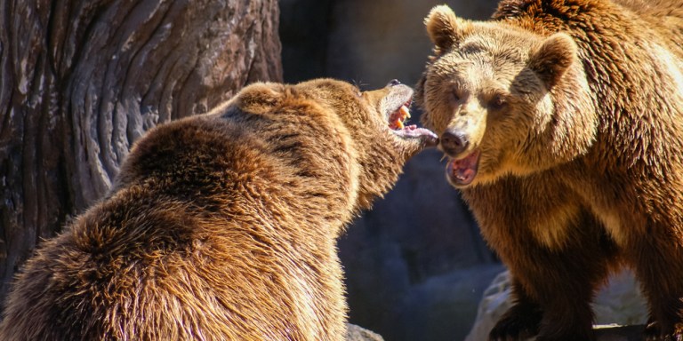 Gay Bear Sex Arouses Scientists’ Curiosity